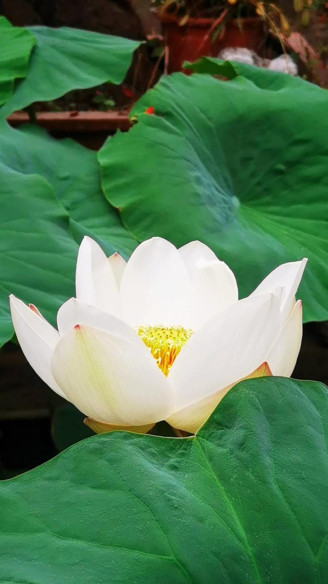 릴리 패드 인 호텔 다리 외부 사진